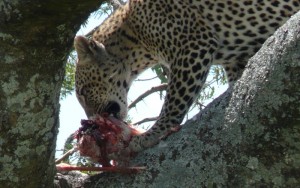 Cheetah In Ngorongoro