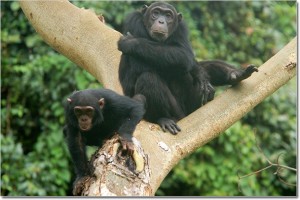 Chimps in Mahale Mountains National Park