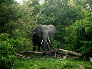 Elephant in Selous Game Reserve