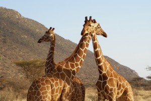 Giraffe in Manyara National Park