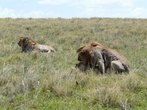 Lion in Ngorongoro