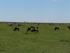 Ngorongoro National Park