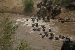 Serengeti Wildebeest Migration