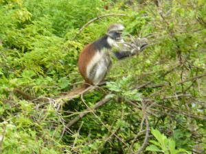 Zanzibar Forest