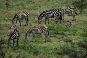 Northern Tanzania Camping Safari  6 Day