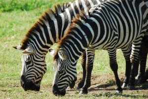 Zebra in Manyara