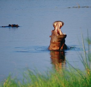 hippo mouth from Katavi National Park