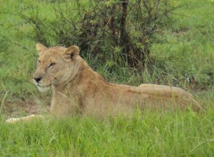 mikumi national park