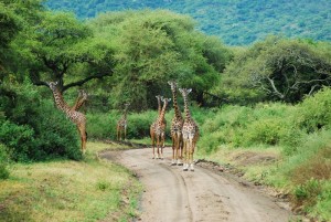 Giraffe in Manyara National Park2