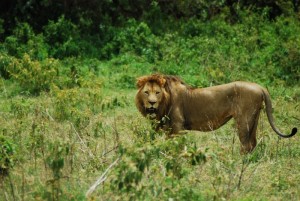 Lion in Ngorongoro