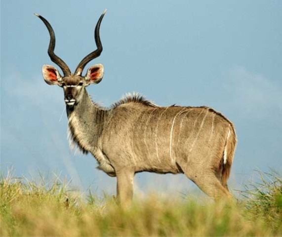 Ruaha National Park