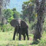 Selous Game Reserve Tanzania