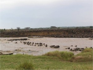 Serengeti Wildebeest Migration