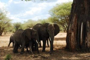 Groups of Elephants Under Baobab Trees is the Main Characteristic of Tarangire National Park