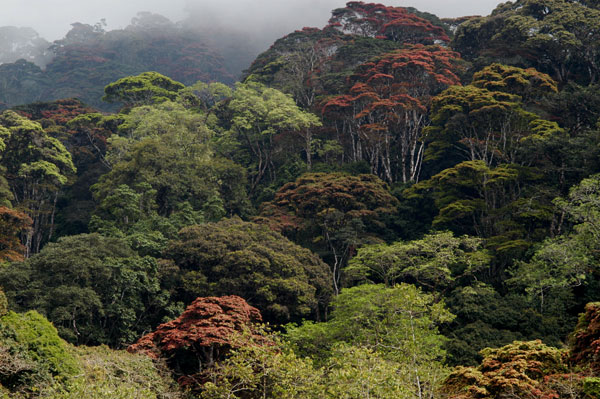 Udzungwa Mountain Forest National Park