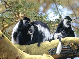 One Day Safari to Arusha with Colobus