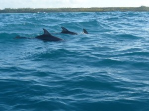 Safari and Dolphins Tour in Zanzibar