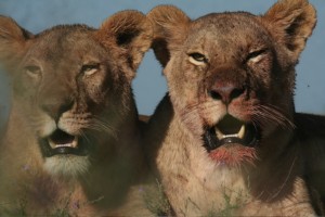 Safari to Ngorongoro Crater to Watch Lions