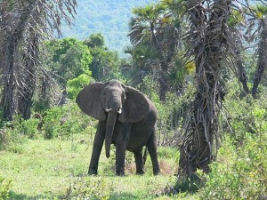 Selous Game Reserve Tanzania