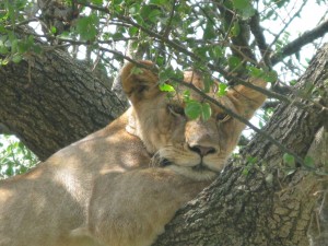 Tree Climbing Lion in Lake Manyara National Park