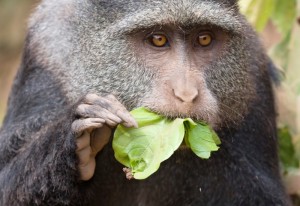 Lake Manyara Monkey on Budget Safari Serengeti Ngorongoro