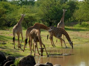 Serengeti Tours