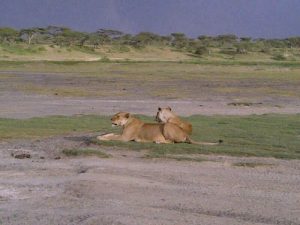 serengeti-ndutu