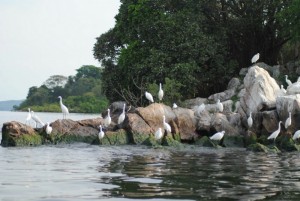 Lake Victoria (Great Lakes Region) 3 Day Safari