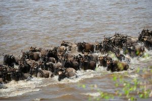 Safari Serengeti Migration 4 Days