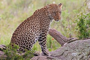 Tarangire, lake Manyara, Serengeti and Ngorongoro tour