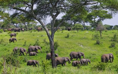 Embark on a Safari to Tarangire National Park