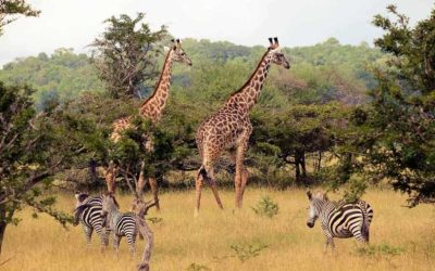Nyerere National Park Africa’s Largest Wildlife Haven