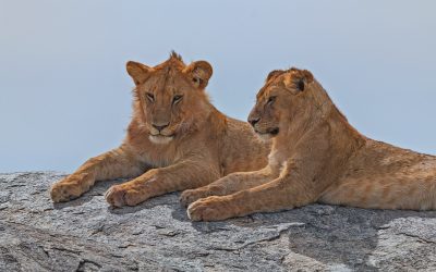 lion-1087287_1280