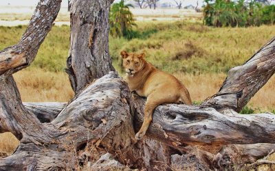 lion-277328_1280
