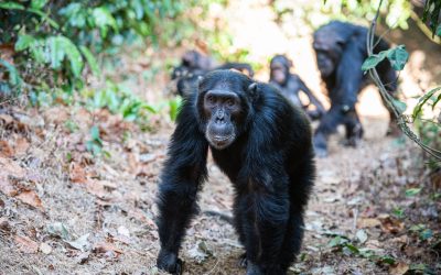 shutterstock_1476675647