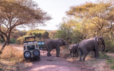 Elephant,In,Beautiful,Landscape,Scenery,Of,Bush,Savannah,-,Game