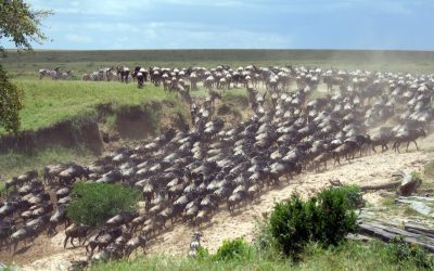 The,Wild,Animals,On,Safari,In,The,Masai,Mara,Kenya