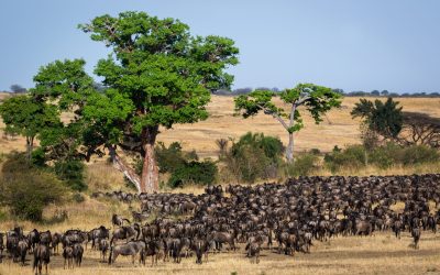 shutterstock_330993116